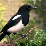 The Garden Magpie (by Jake)